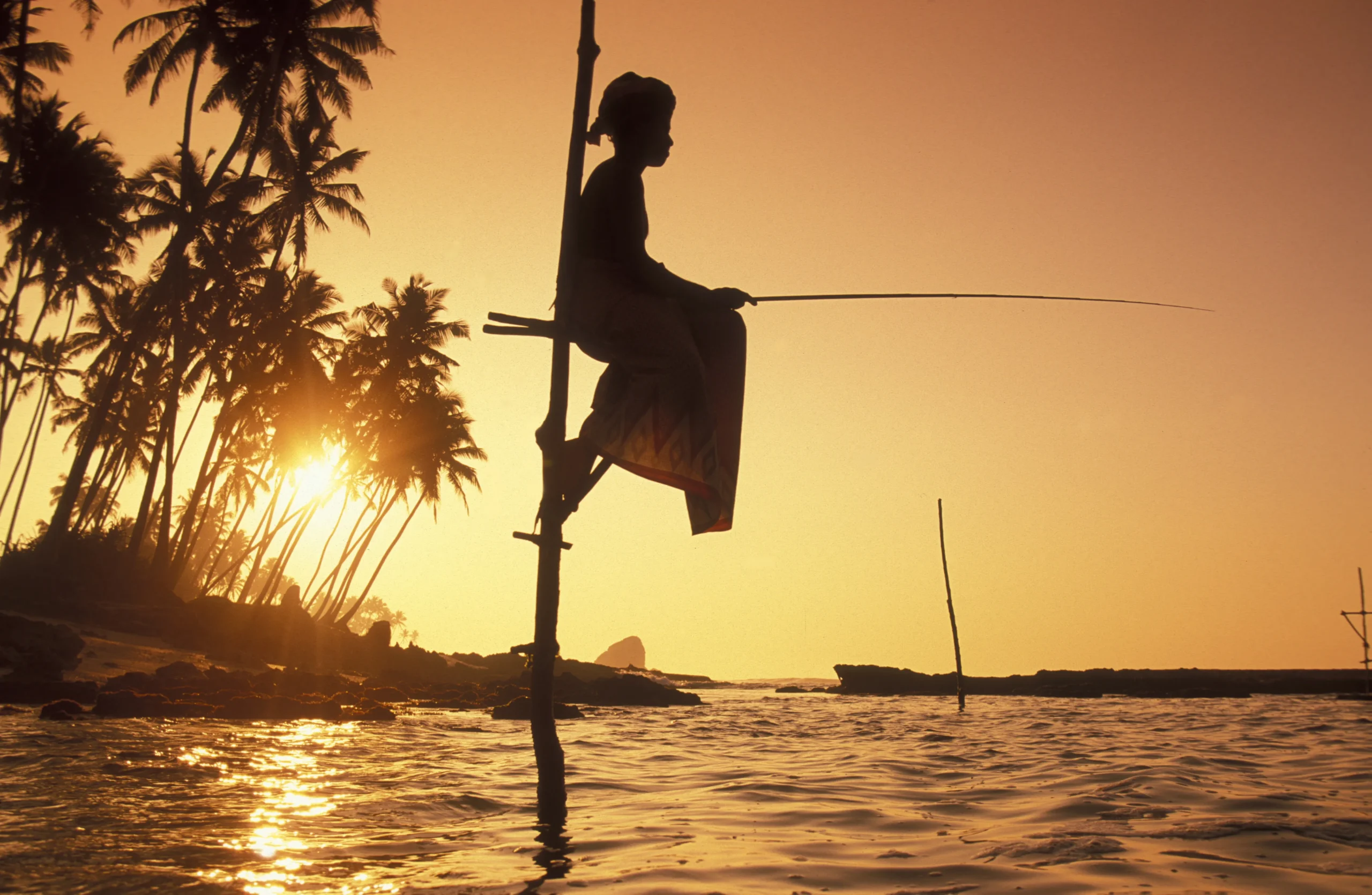 Unawatuna Beach palm trees